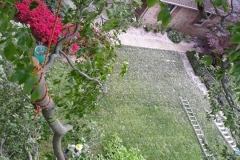 tree1