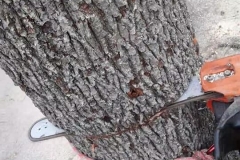 tree10