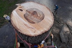 tree11