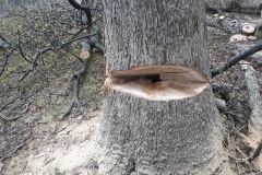 tree12