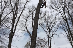 tree13