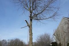tree16