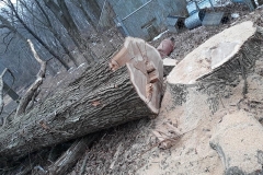 tree18