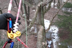 tree19