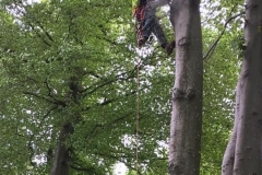 tree2