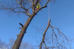 tree21
