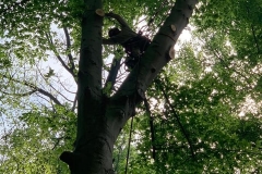 tree5