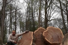 tree6