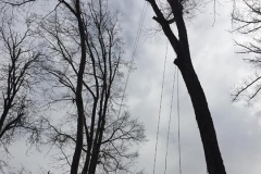 tree7