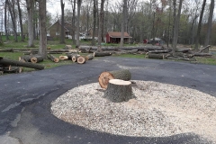 tree9