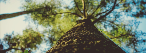 Tree Service In Northern Delaware 