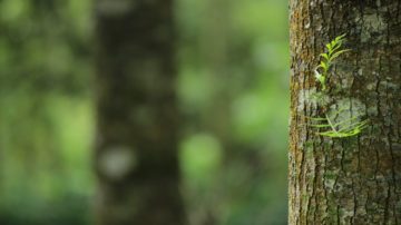 Tree Trimming