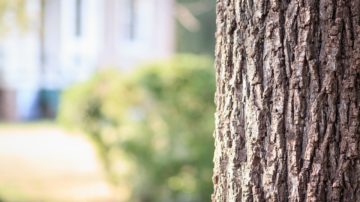 Tree Removal