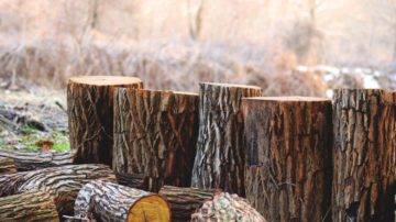 Stump Grinding