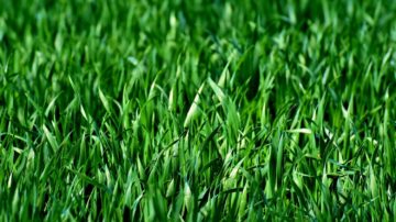 Landscape Design